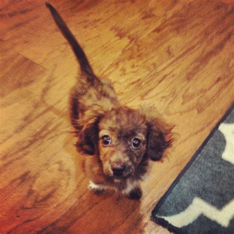 Mini Dachshundmaltipoo Mix Penny Stuff Pinterest So Cute