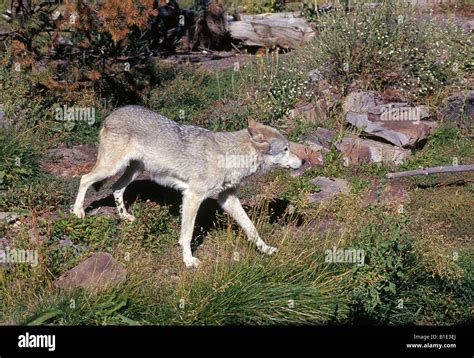 Portrait Of A North American Grey Wolf Canis Lupus Also Known As A