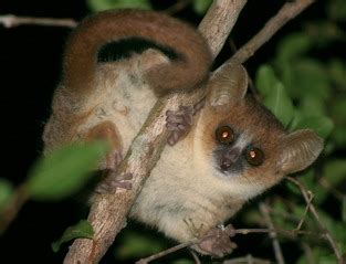 Reddish Gray Mouse Lemur