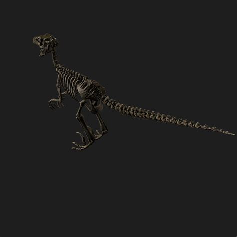 Rigged raptor skeleton 3D - TurboSquid 1562503