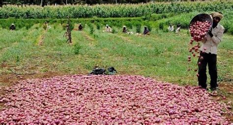 Poor Post Harvest Storage Transportation Facilities To Cost Farmers Dearly