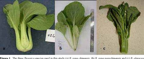 Figure 1 From Genetic Characterization Of Brassica Rapa Chinensis L B Rapa Parachinensis L