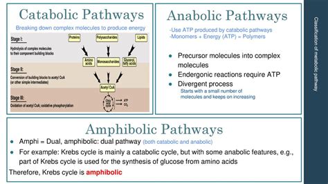 Examples Of Anabolic Pathways