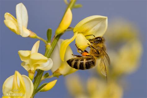 Western Honey Bee Photos Western Honey Bee Images Nature Wildlife