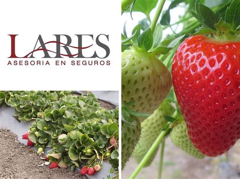 SEGUROS PARA EL CULTIVO LARES Sabemos Que Tus Cultivos Requieren De