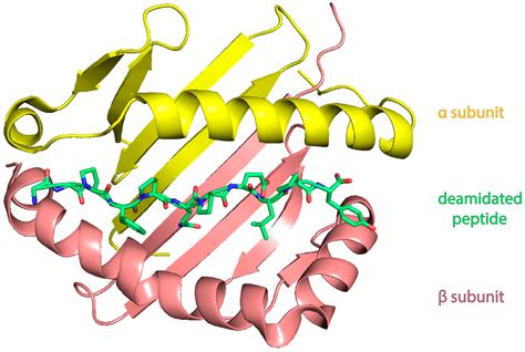 Gliadin Structure