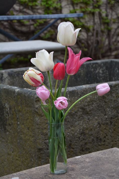 Tulips For Mother’s Day | Deborah Silver & Co.