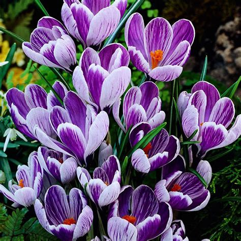 Krokus Crocus King Of De Striped 10 Szt XXL Cena I Opinie Sklep