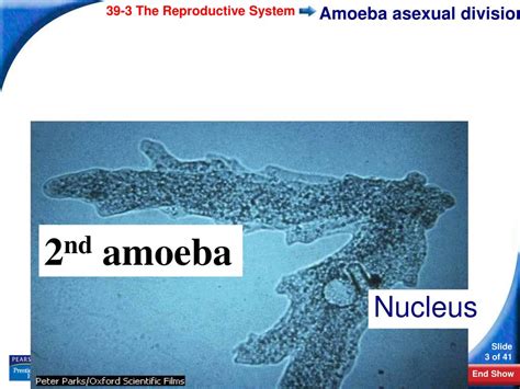 Ppt 39 3 The Reproductive System Powerpoint Presentation Free Download Id162926