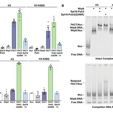 Effects Of Mutations On Nucleosome Positioning And Occupancy Mnase Seq