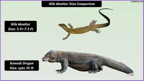 Nile Monitor Size: How Big Are They Compared To Others?