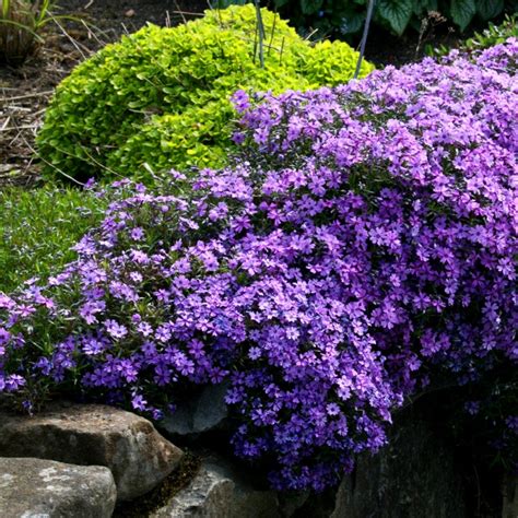 Floks szydlasty Purple Beauty Phlox subulata wysyłka kurierem