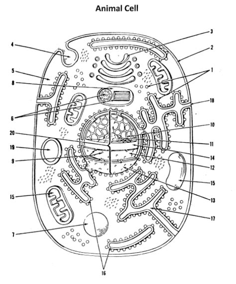 Cell/organelles Diagram | Quizlet