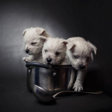 Honden Quotes Spreekwoorden En Uitdrukkingen Dagboek Van Een Hond