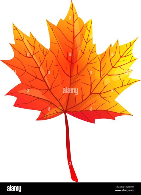 Fall Maple Leaf Drawing