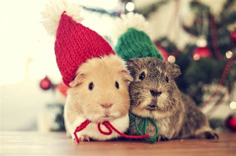 Christmas Animal Wallpapers Top Free Christmas Animal Backgrounds