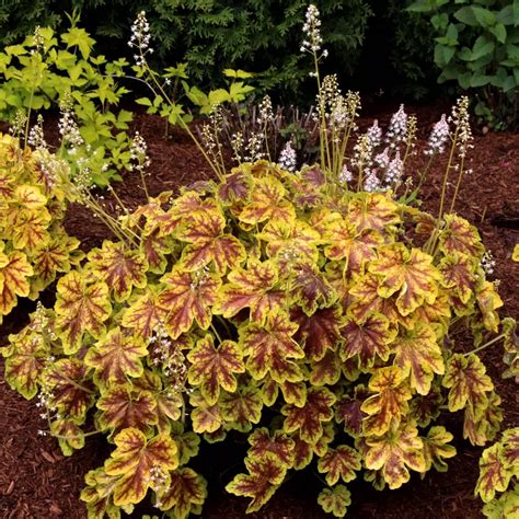 Heuchera Solar Eclipse Sweet Garden