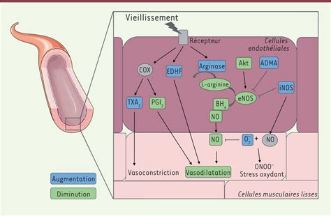 Vieillissement et intégrité de la peau De la biologie cutanée aux