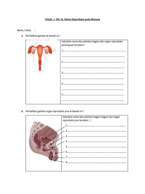 Lkpd Sistem Reproduksi Manusia Pdf