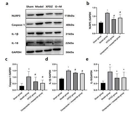 Xfdz Reduces The Contents Of Nlrp Caspase Il And Il Proteins