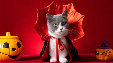 30 Best Halloween Cat Costumes & Accessories in 2024