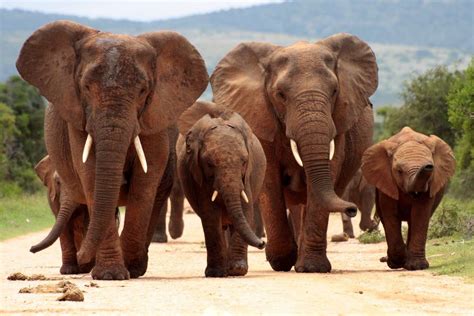 Addo Elephant National Park - Shadows Of Africa