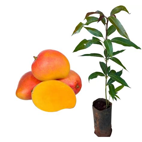 Mudas De Manga Rosa - Muda de Manga Rosa Altura de 0,80 cm a 1,20 Frutíferas AMK - Jardinagem ...