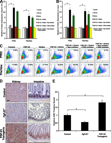 FGF23Klotho Signaling Promotes Cell Proliferation A And B ELISA