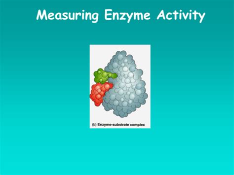 Week Lab Enzyme Activity Flashcards Quizlet