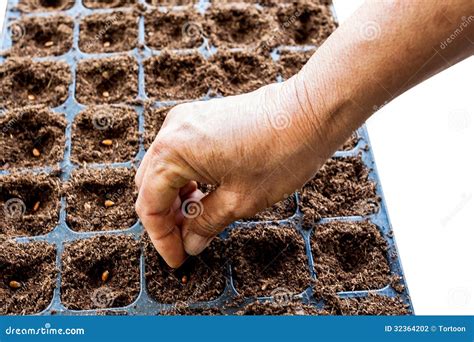 A Hand Sowing Watermelon Seed Stock Photo Image Of Insert Farmer