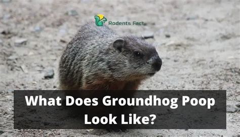 What Does Groundhog Poop Look Like The Unknown And Weird Facts