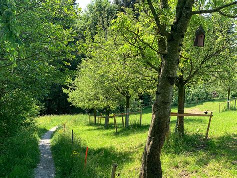 Projekt Wydenbach Balger Natur Umwelt Und Naturschutz Im Rheintal