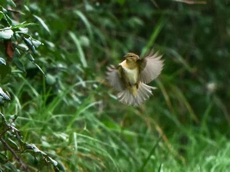 Sortie Ornitho Sur La R Serve Du Petit Rh Ne Gard Nature