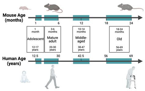 At What Age Are Laboratory Mice Considered Adult Researchgate