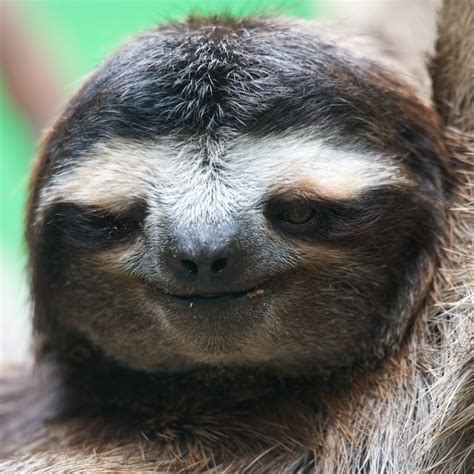 13 Sloths Of Congress