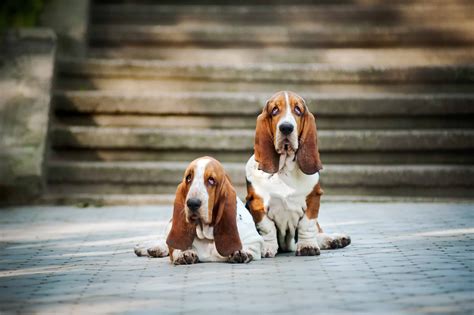 Basset Hound Dog Breed Info, stats with Photos & Videos