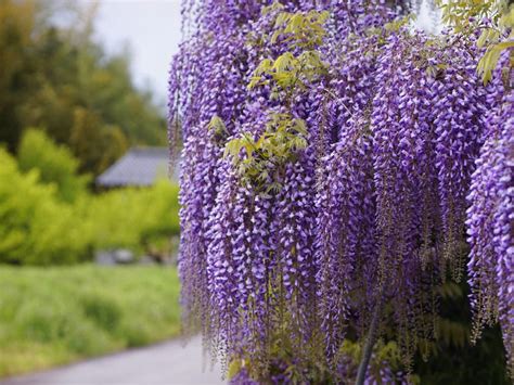 Wisteria Glicynia Kwiecista LUDWIK LAWIN Sadzonka 8957643910