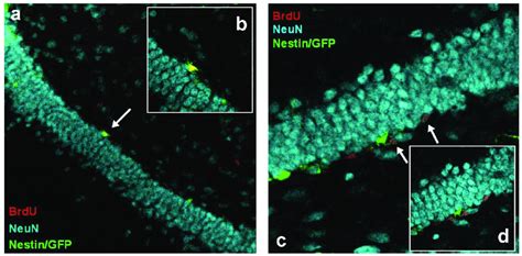 Representative Confocal Images Of Doublelabeled Brdu Nestin Gfp And