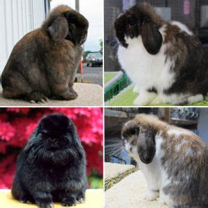 Holland Lop Rabbit Breed – Lafeber Co. – Small Mammals