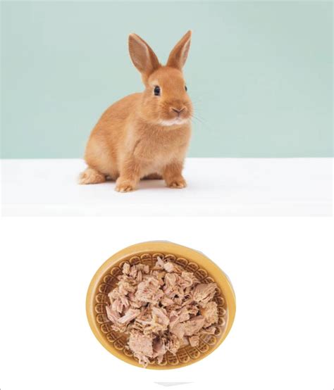 what happens if rabbit stressed fast 7