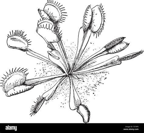 Venus Fly Trap Diagram Labeled