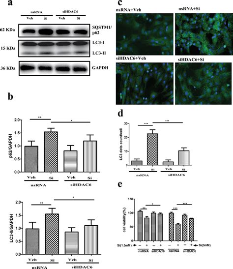 Inhibition Of HDAC6 Activity Restored Autophagic Activity And Improved