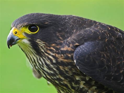 Karearea, New Zealand Falcon. | Beautiful birds, Bird photo, Reptiles and amphibians