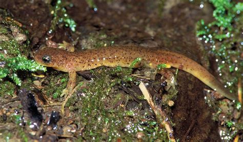 Salamander | Species, Life Cycle, & Facts | Britannica