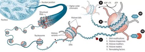 Science专刊丨四篇综述聚焦表观遗传调控与发育 知乎