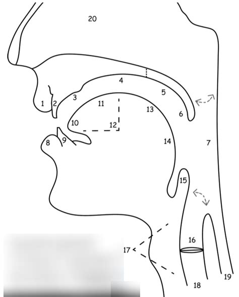 Laura: speech organs Diagram | Quizlet