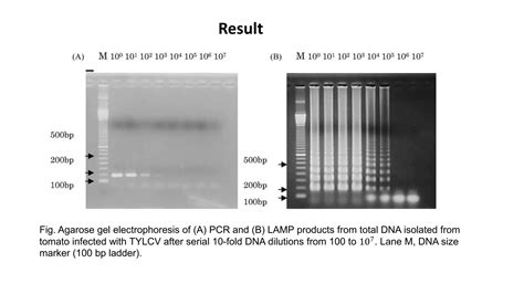 Loop Mediated Isothermal Amplification Lamp Ppt