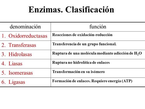 Nombres De Enzimas Y Su Funcion Dinami