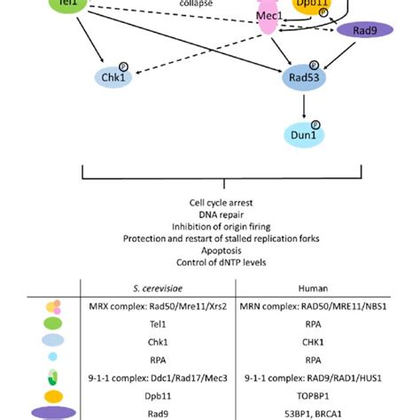 Mechanism Of Nhej In Yeast Nhej Yku70 And Yku80 Bind The Dsb Ends