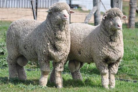 Merino Sheep